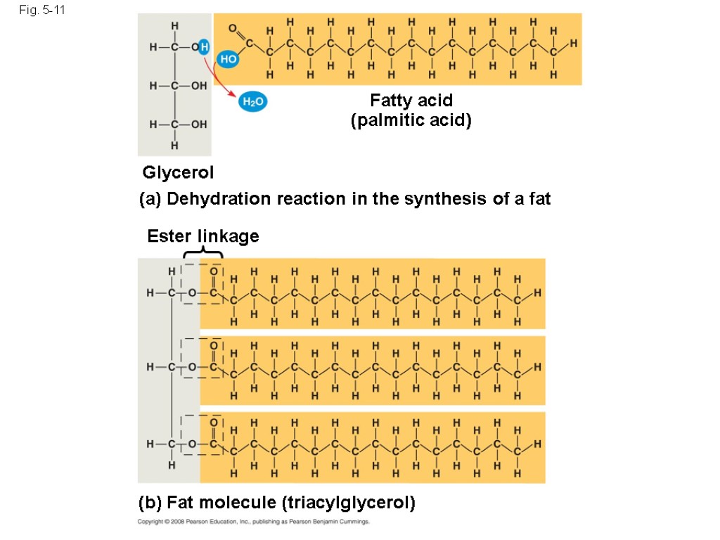 Fig. 5-11 Fatty acid (palmitic acid) Glycerol (a) Dehydration reaction in the synthesis of